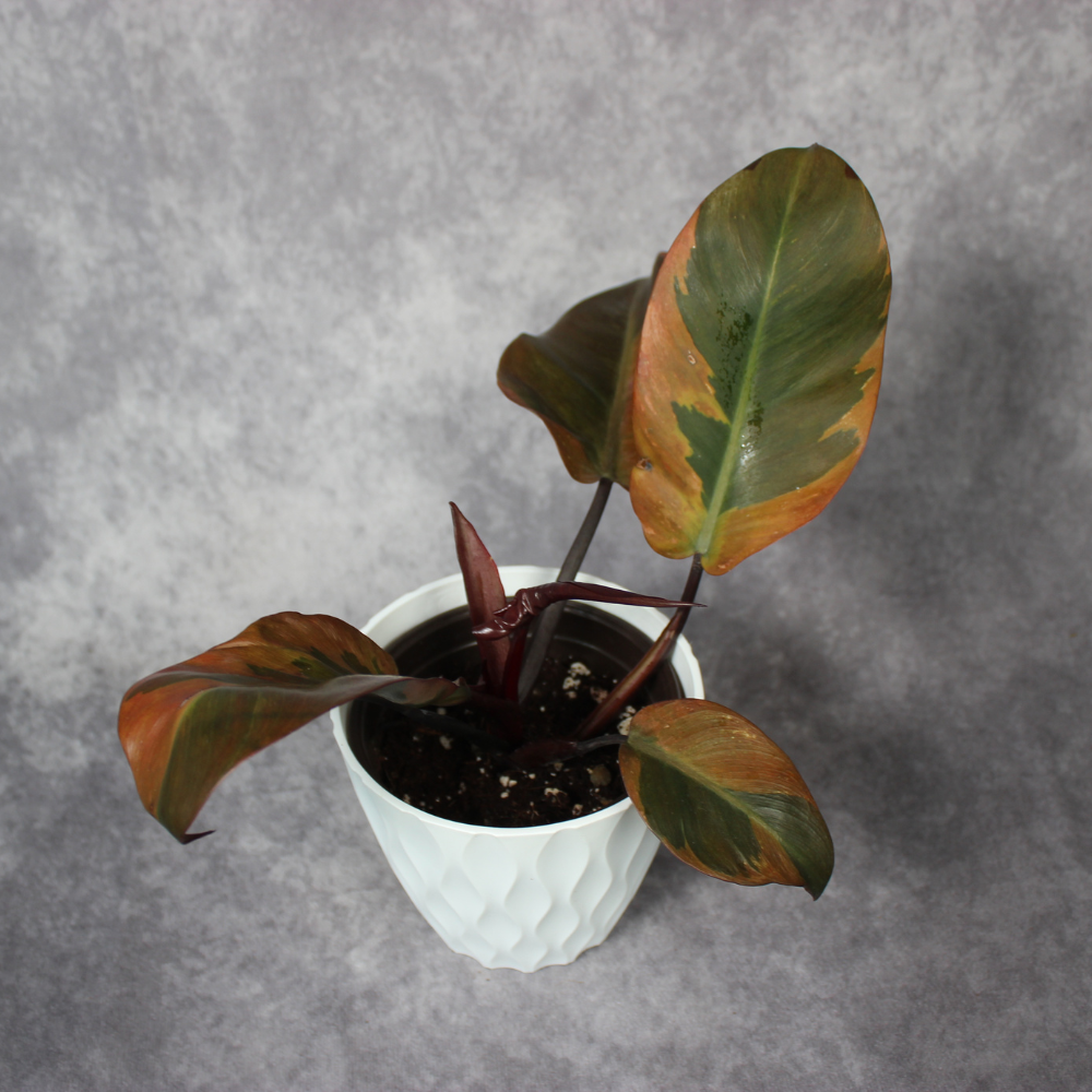 Philodendron Black Cardinal Variegated No2.