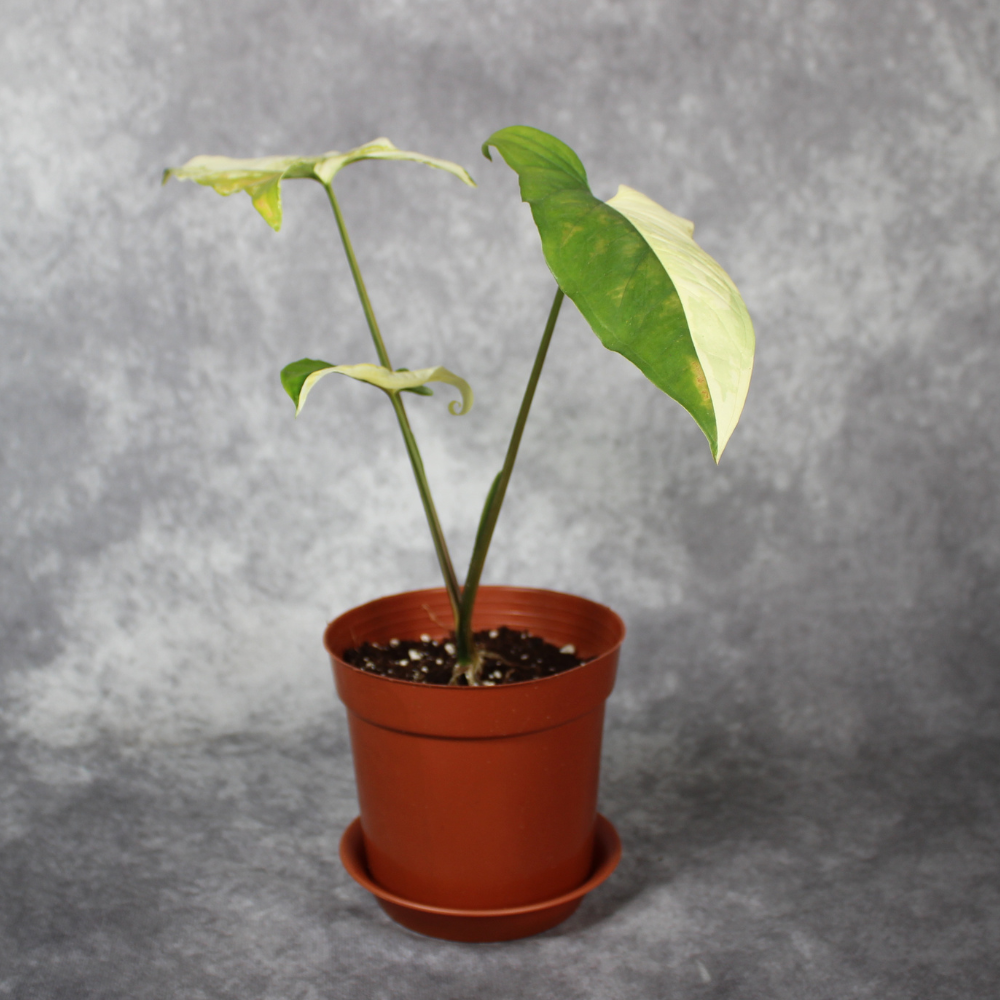 Syngonium Podophyllum Yellow Variegata