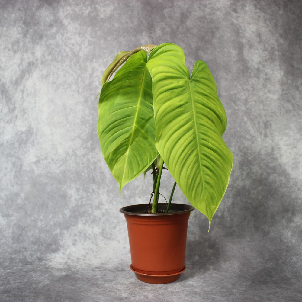 Philodendron Tenue Big Leaves