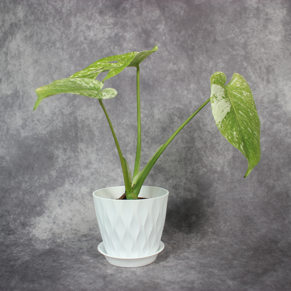 Monstera Mint