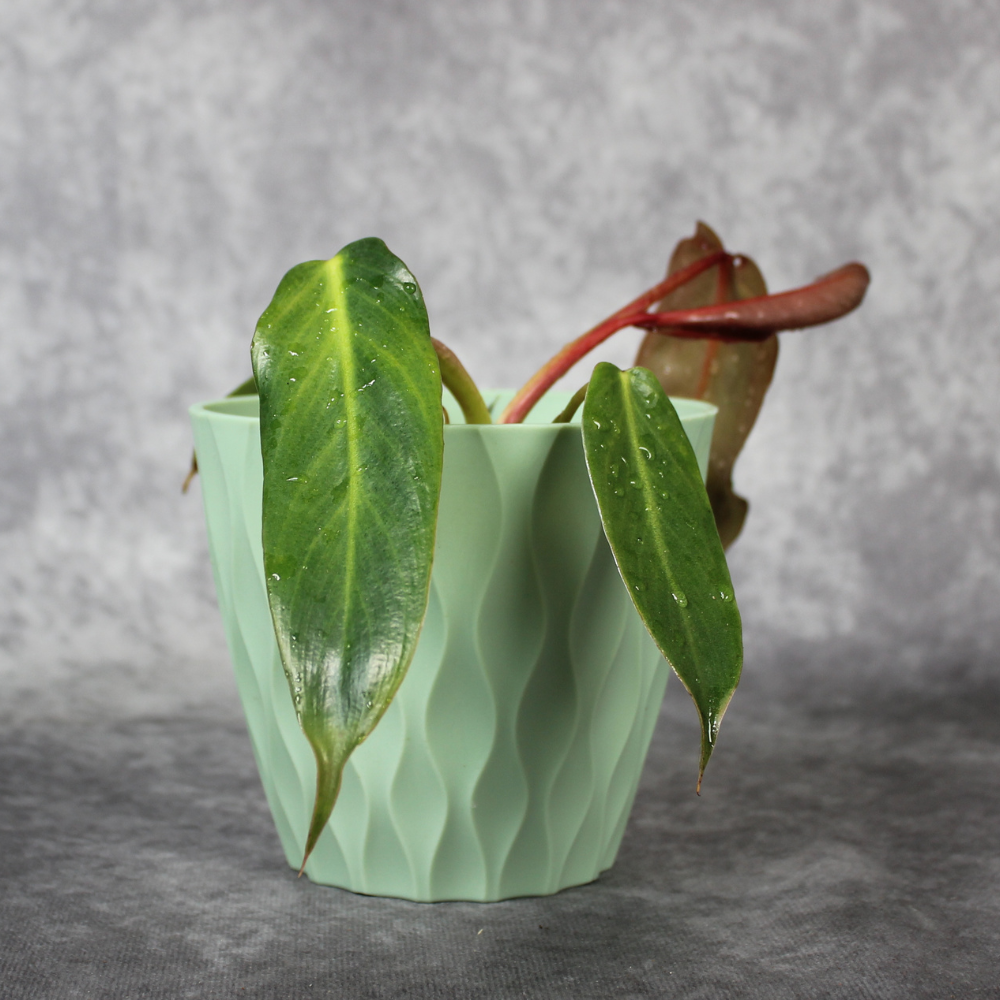 Philodendron Spiritus-Sancti