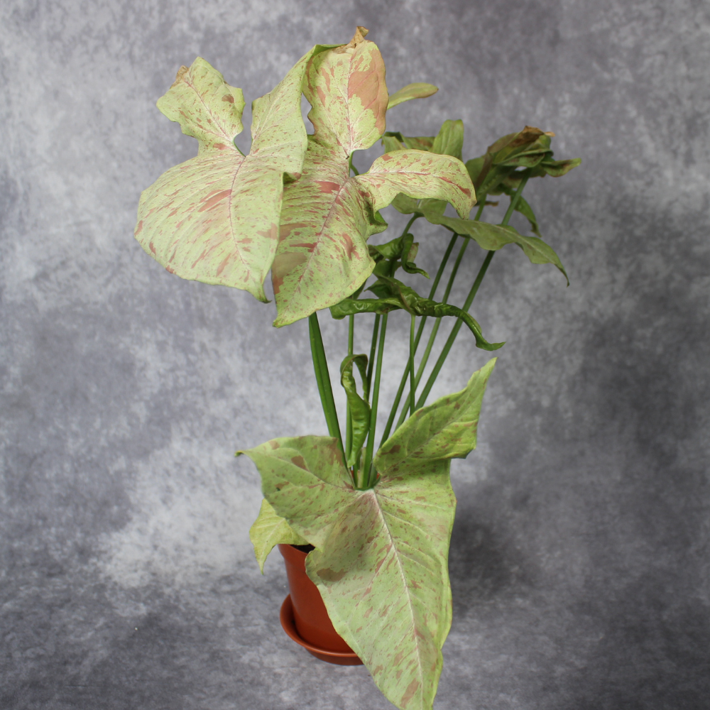 Syngonium Podophyllum Milk Confetti
