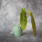 Philodendron Sharoniae