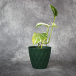 Monstera Lechleriana - Variegated