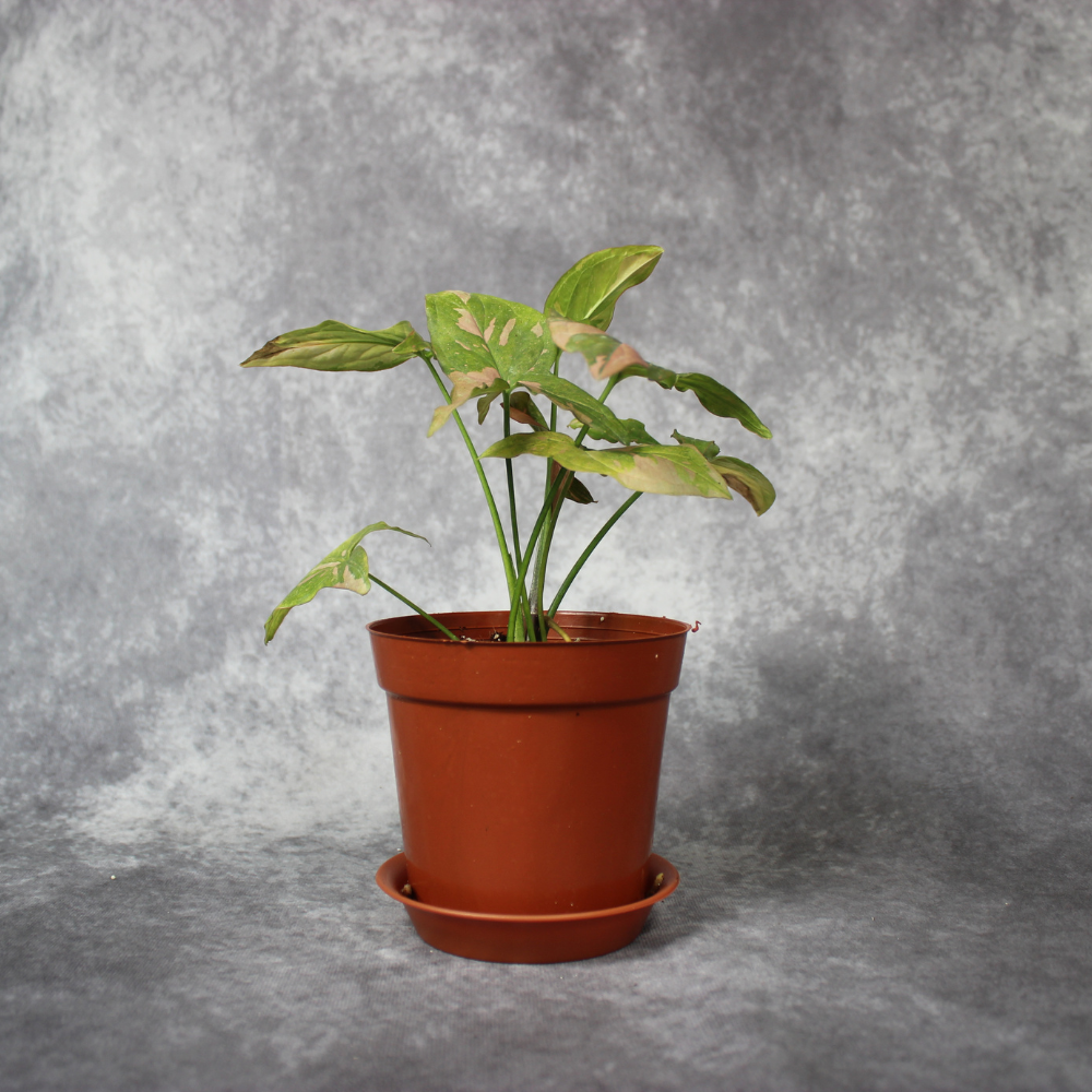 Syngonium Podophyllum Variegated  Pink Splash