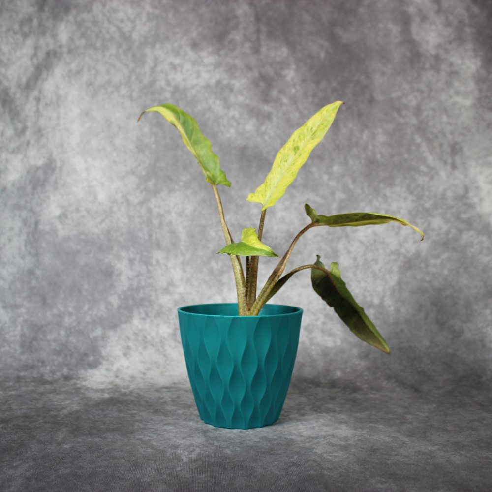 Alocasia Lauterbachiana Variegata