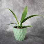 Philodendron Lynette Campii