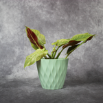 Philodendron Subhastatum Variegated Balleroy