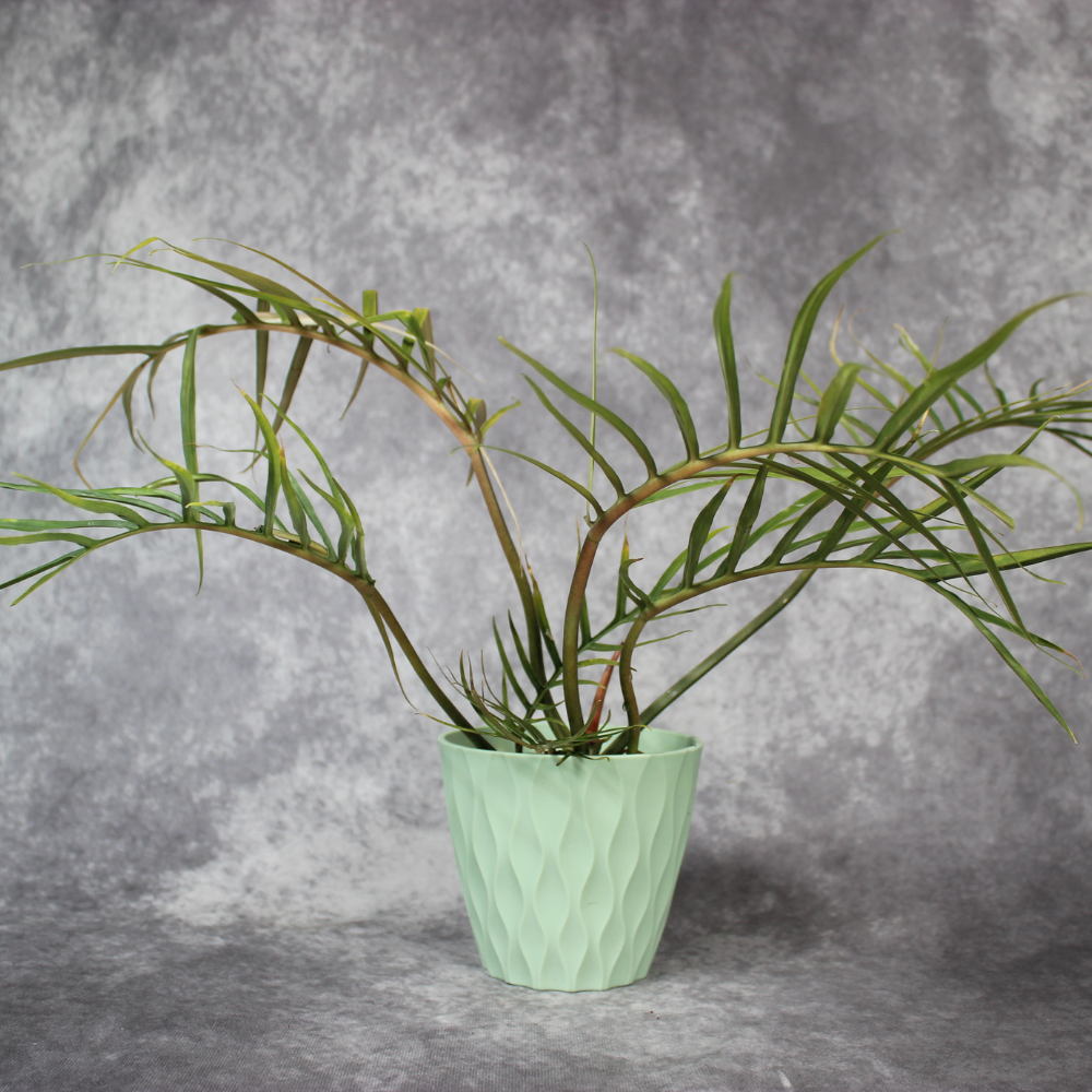Philodendron Tortum