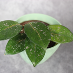 Hoya Carnosa Oval and Splash Leaf