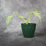 Philodendron Giganteum Blizzard Variegated