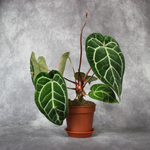 Anthurium Crystallinum