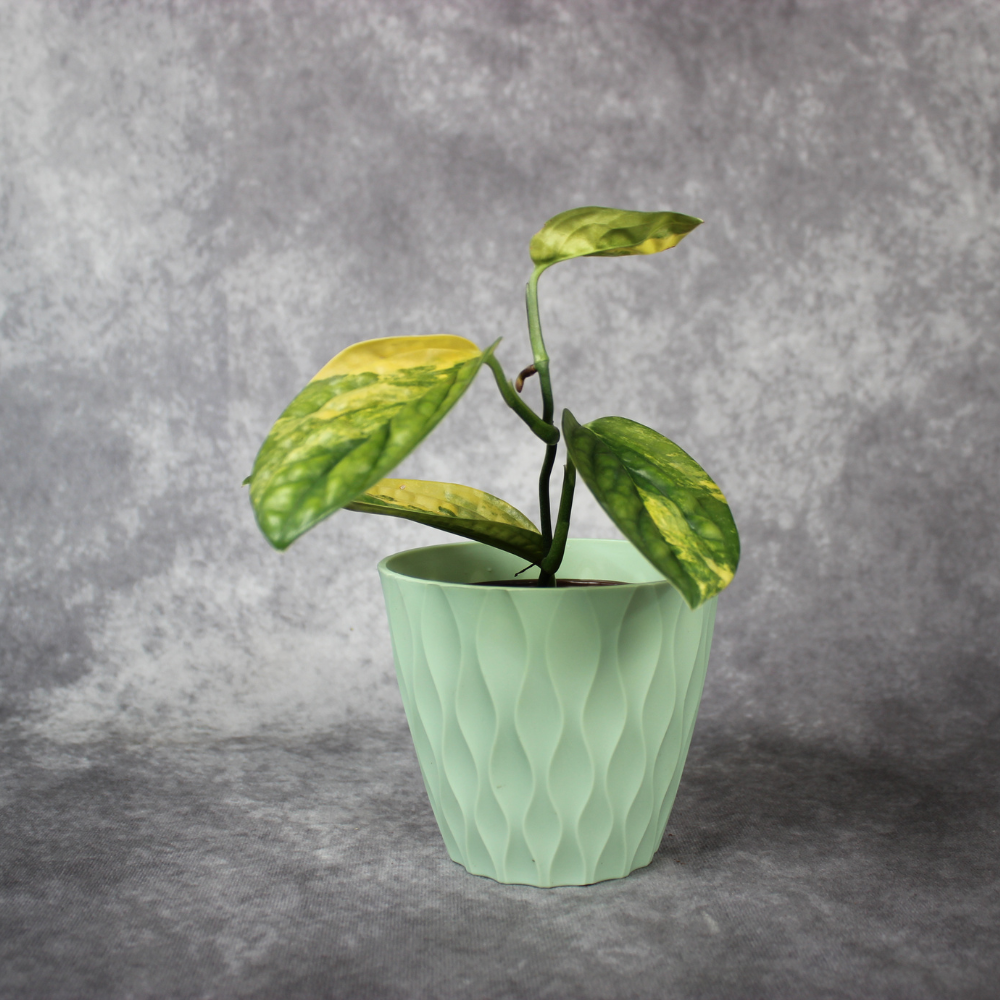 Monstera Peru Variegated