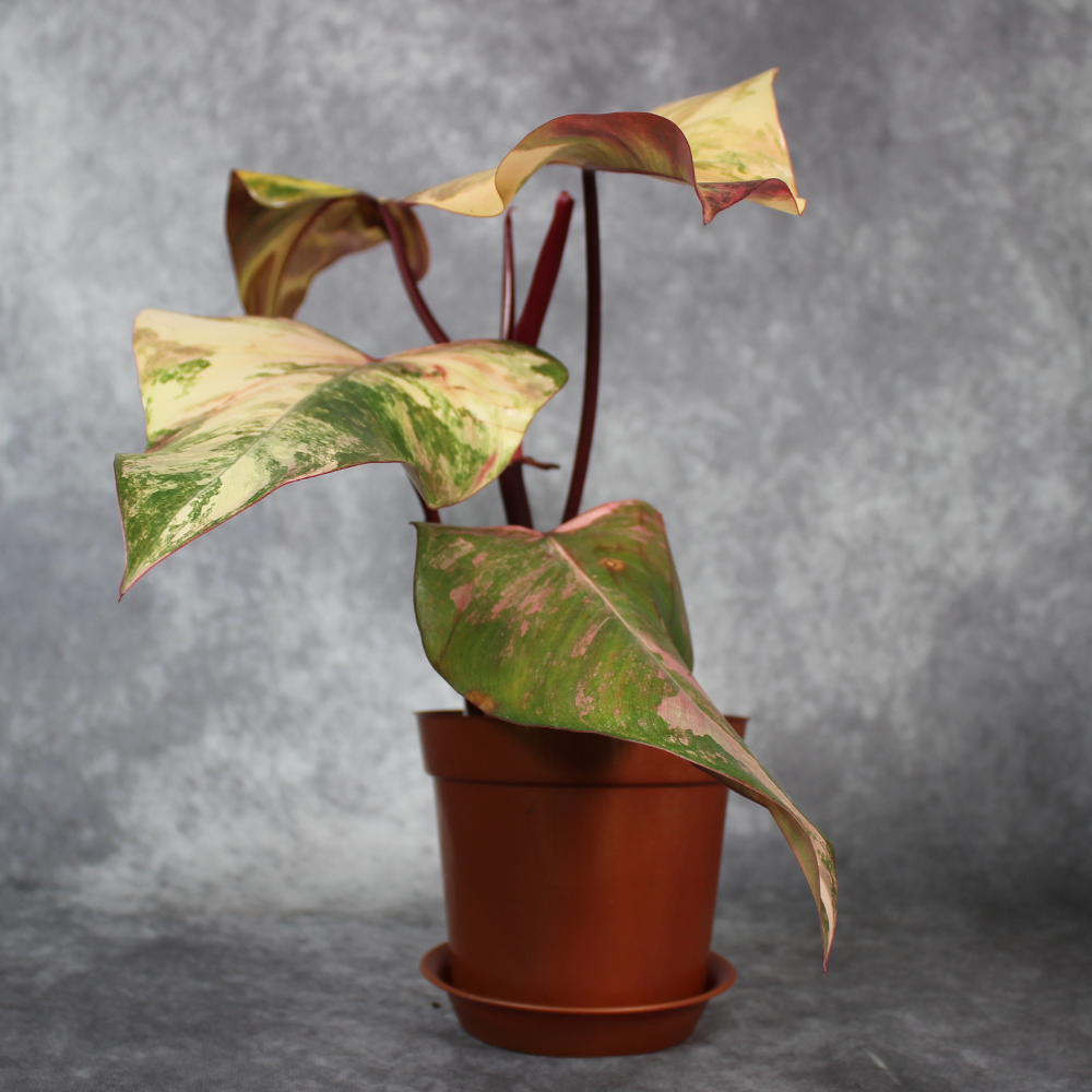 Philodendron Strawberry Shake