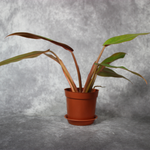 Philodendron Orange Marmalade (Straight)