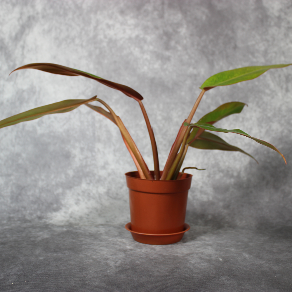 Philodendron Orange Marmalade (Straight)