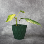 Philodendron Hastatum Domesticum Variegated