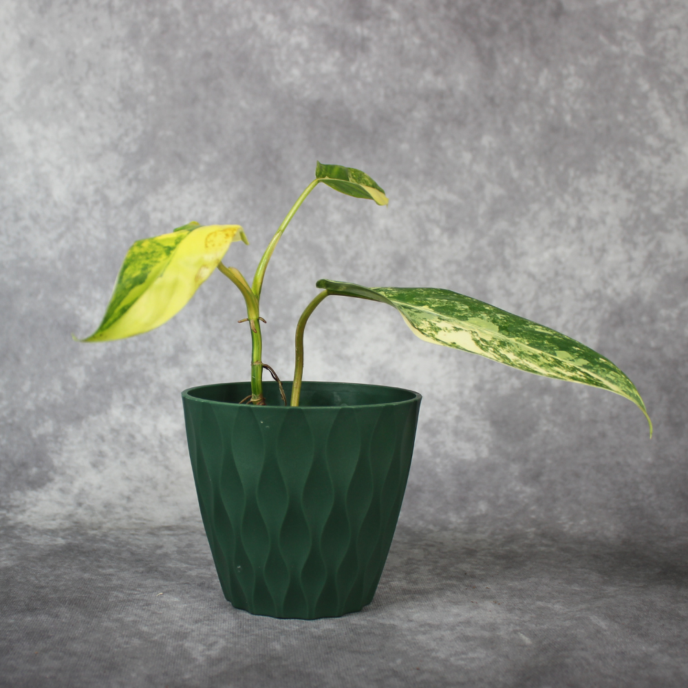 Philodendron Hastatum Domesticum Variegated