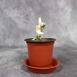 Hoya Carnosa Compacta Margin Variegated