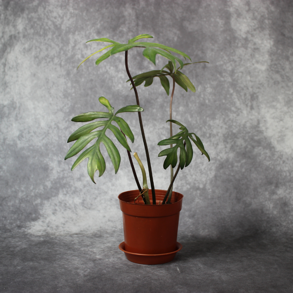 is philodendron mayoi rare Philodendron Mayoi Rare Houseplant – Odd Leaf