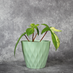 Philodendron Florida Beauty Variegated