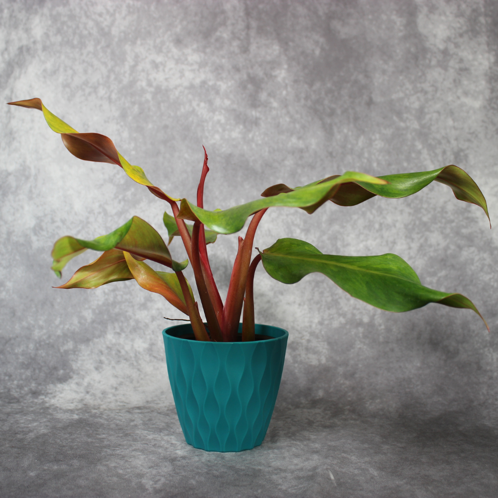 Philodendron Orange Marmalade (Wavey)