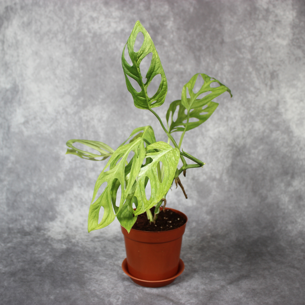 Monstera Adansonii Variegated Indo