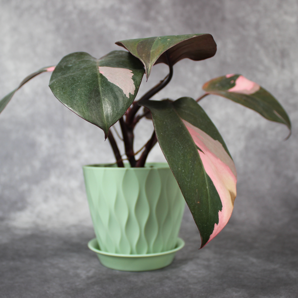 Philodendron Pink Princess