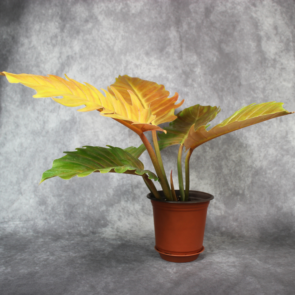 golden serratum philodendron Philodendron Golden Serratum – Odd Leaf