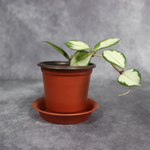 Hoya Carnosa Rubra Krimson Princess