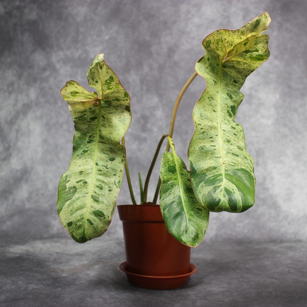 Philodendron Paraiso Verde