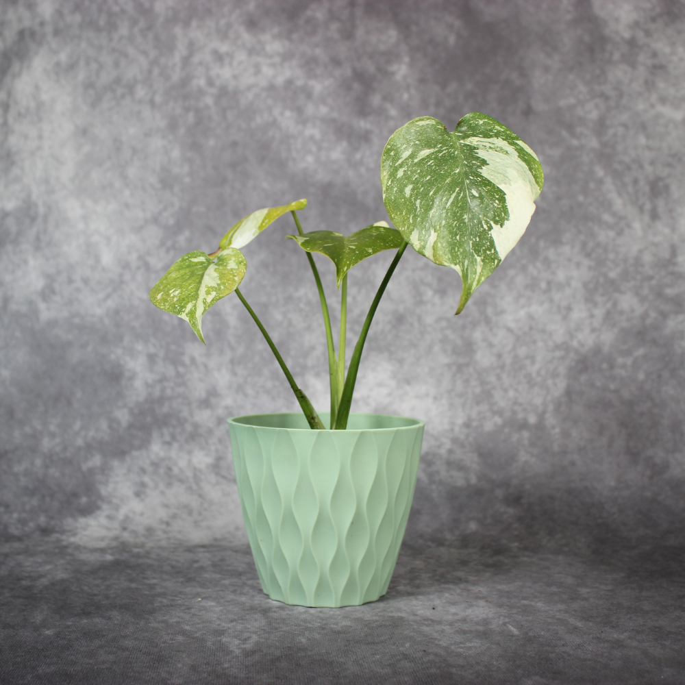 Monstera Thai Constellation