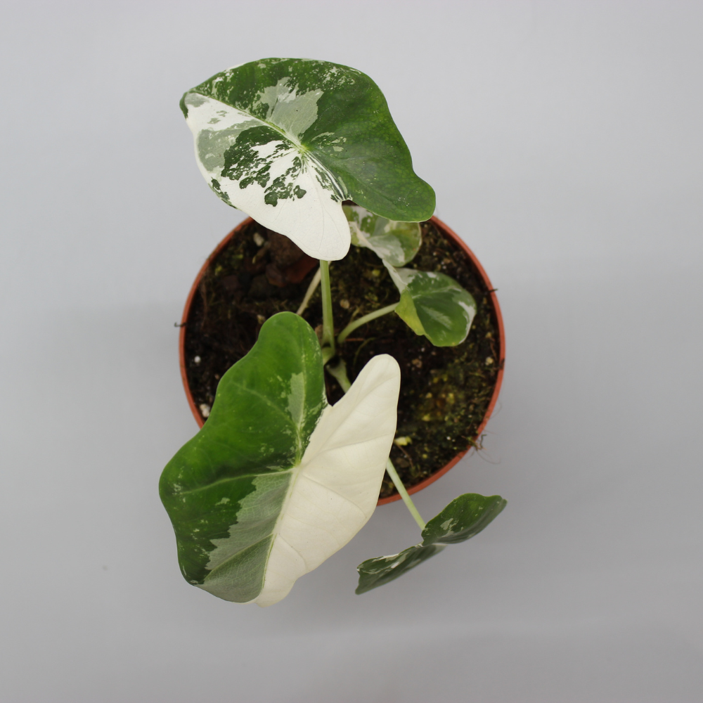 Alocasia Micholitziana Frydek Variegata