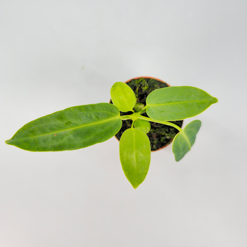 Anthurium Warocqueanum