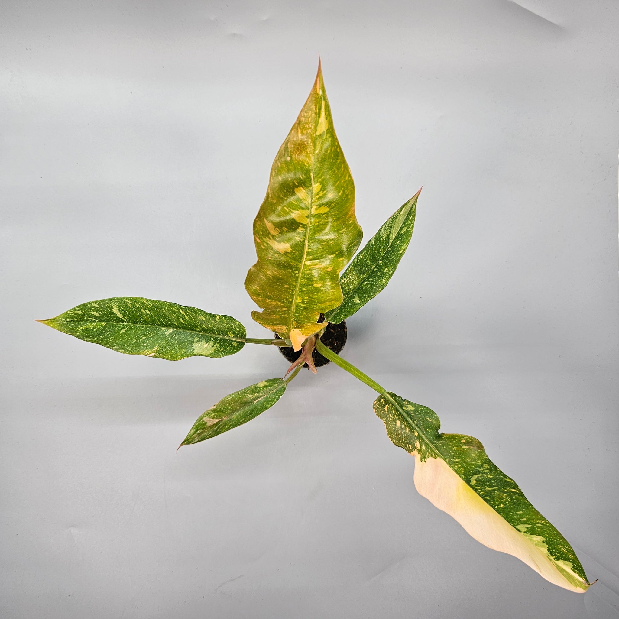 Philodendron Ring of Fire