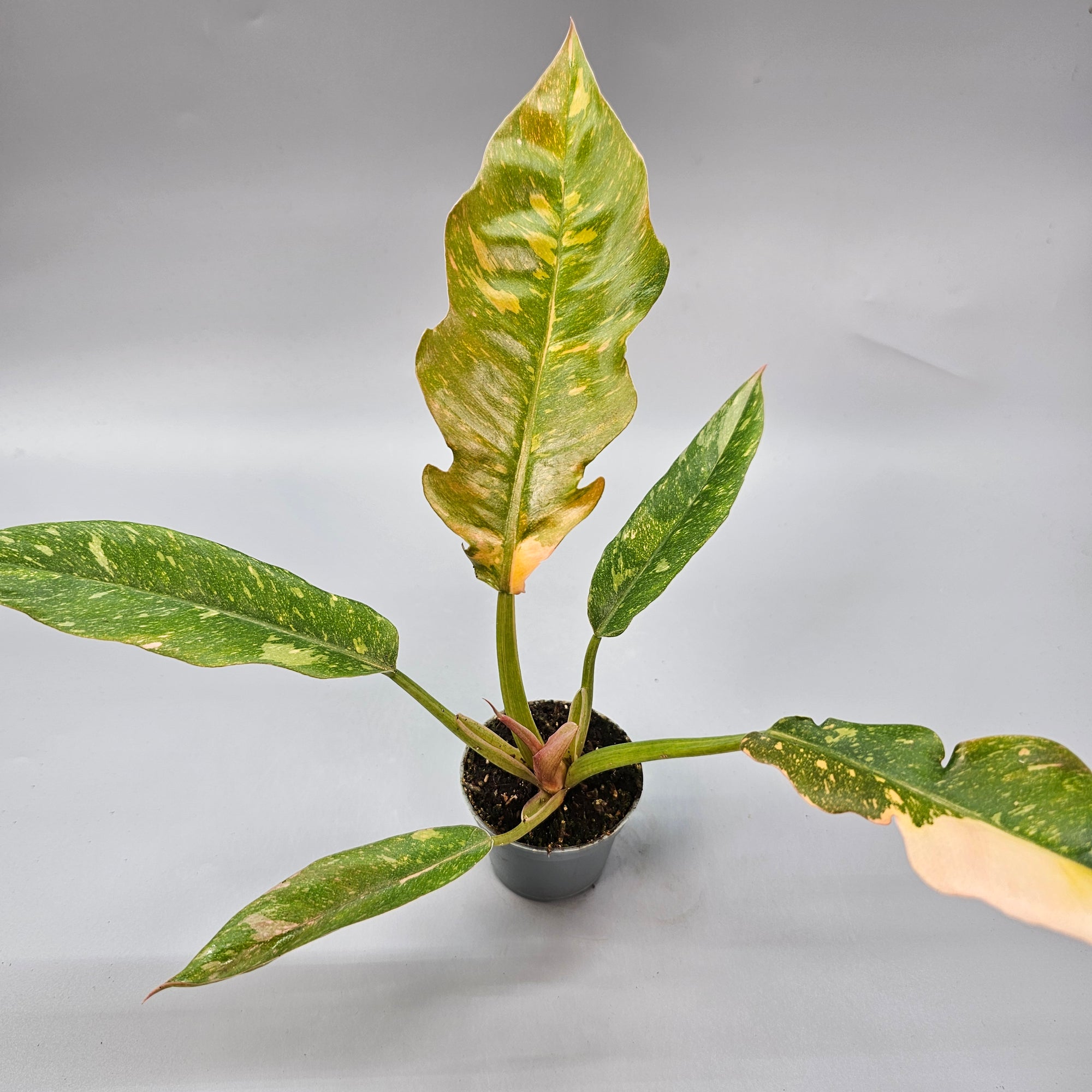 Philodendron Ring of Fire