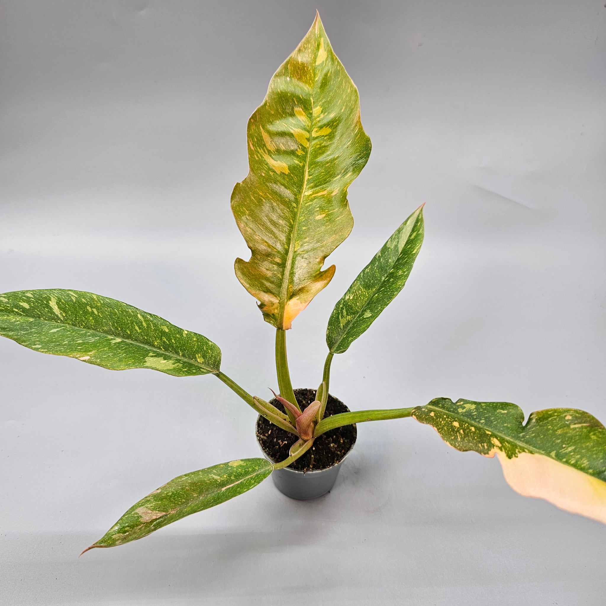 Philodendron Ring of Fire