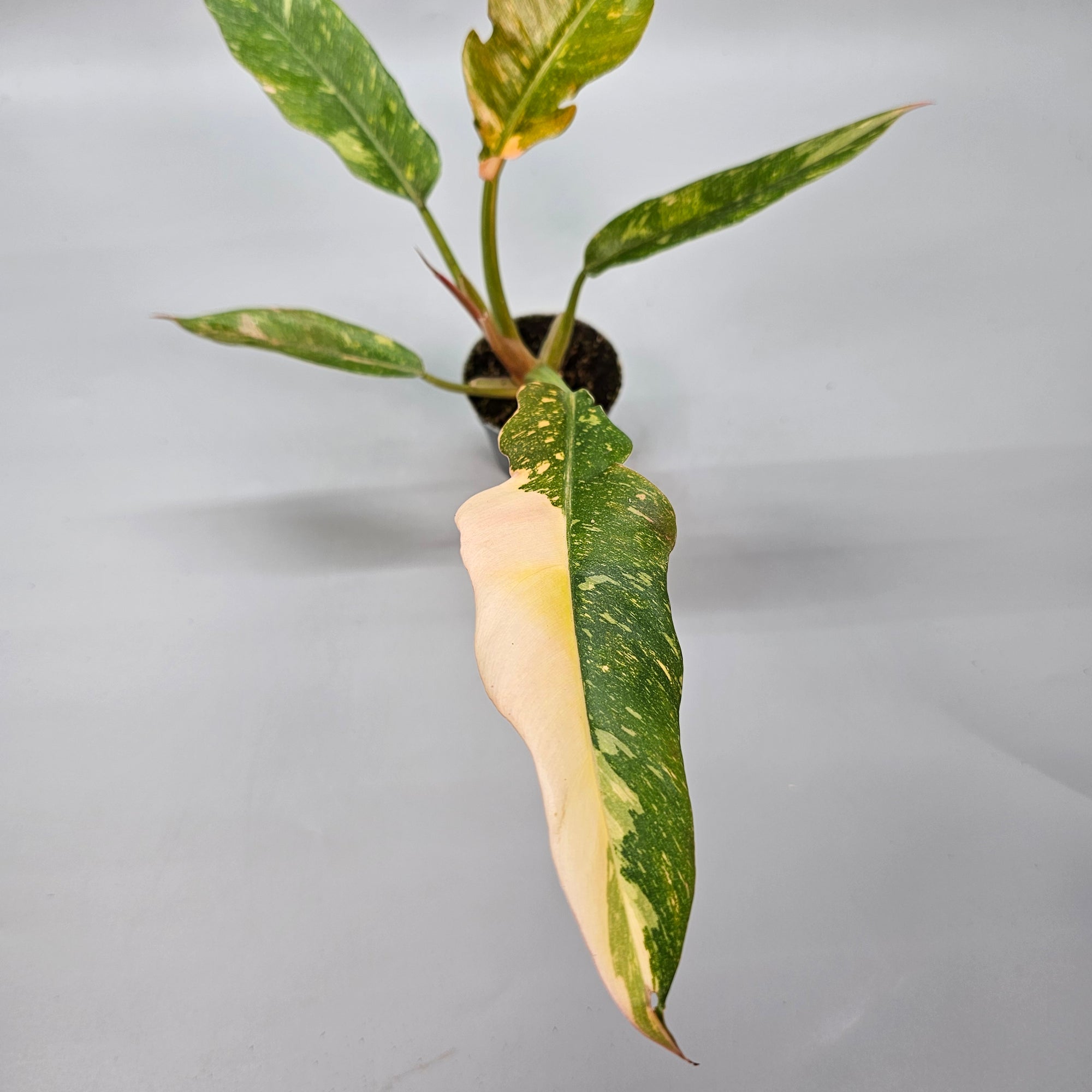 Philodendron Ring of Fire