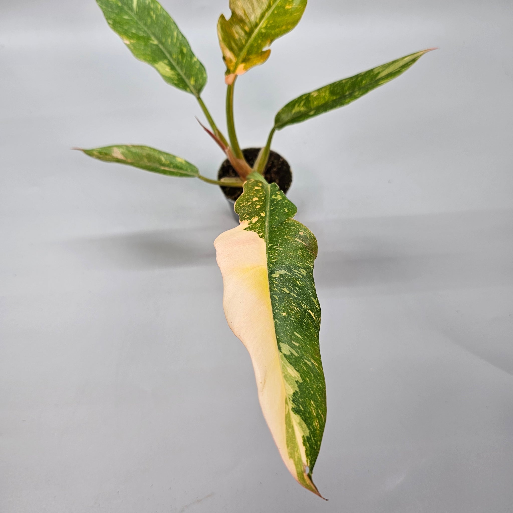 Philodendron Ring of Fire