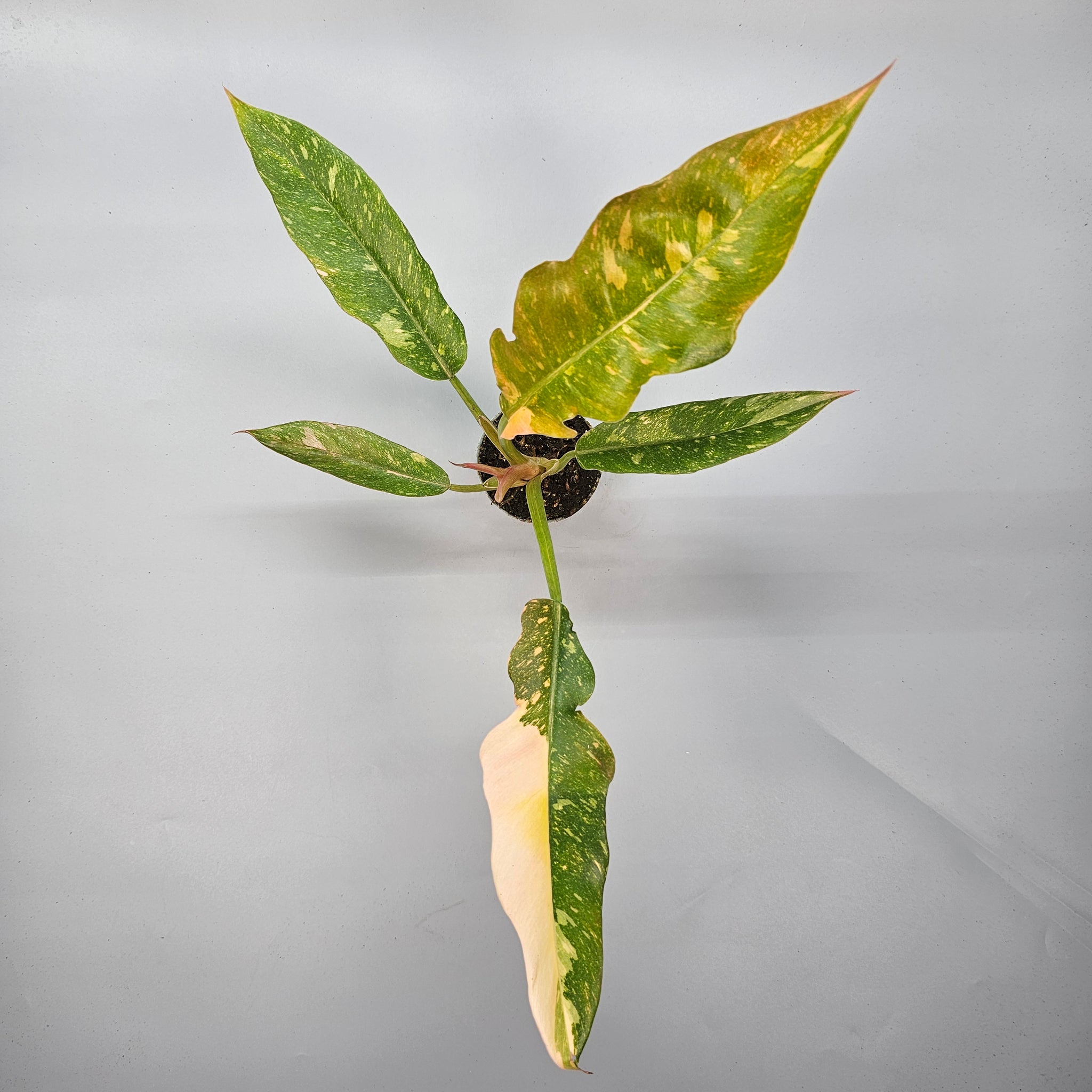 Philodendron Ring of Fire