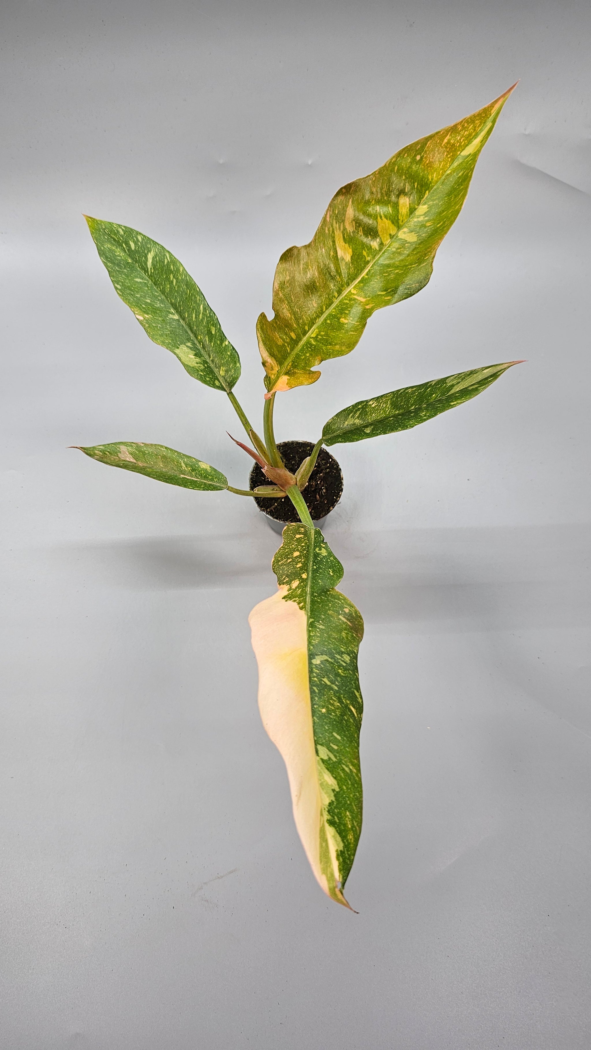 Philodendron Ring of Fire