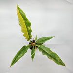 Philodendron Ring of Fire