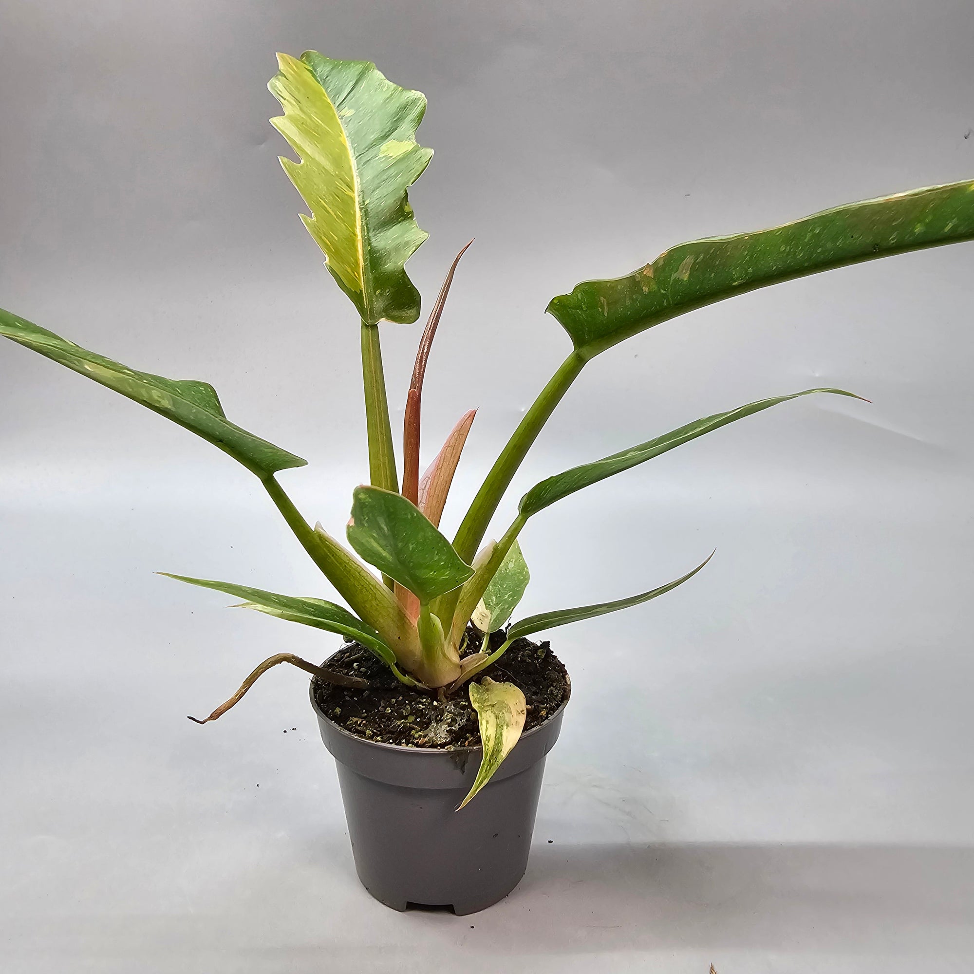 Philodendron Ring of Fire