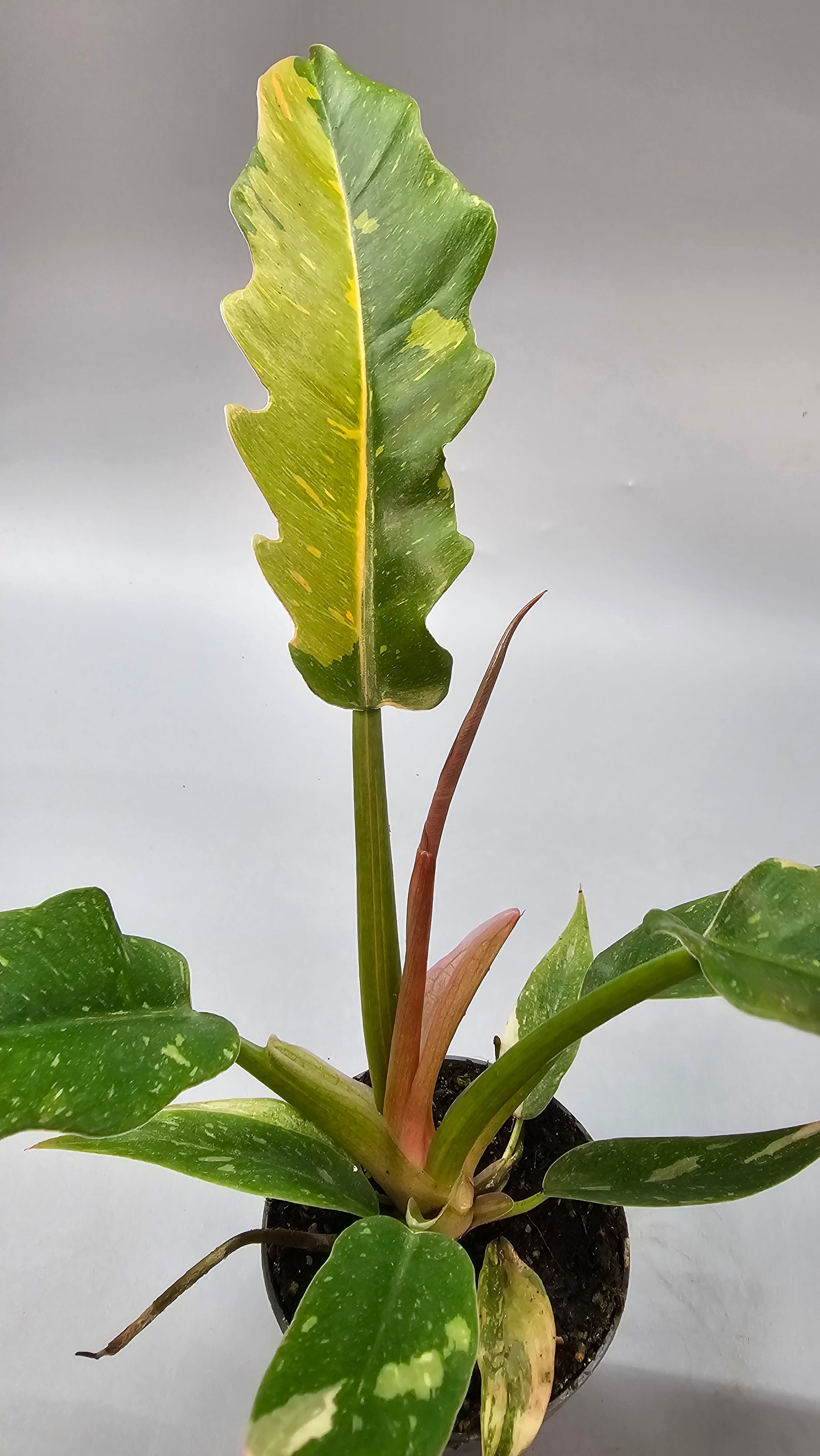 Philodendron Ring of Fire