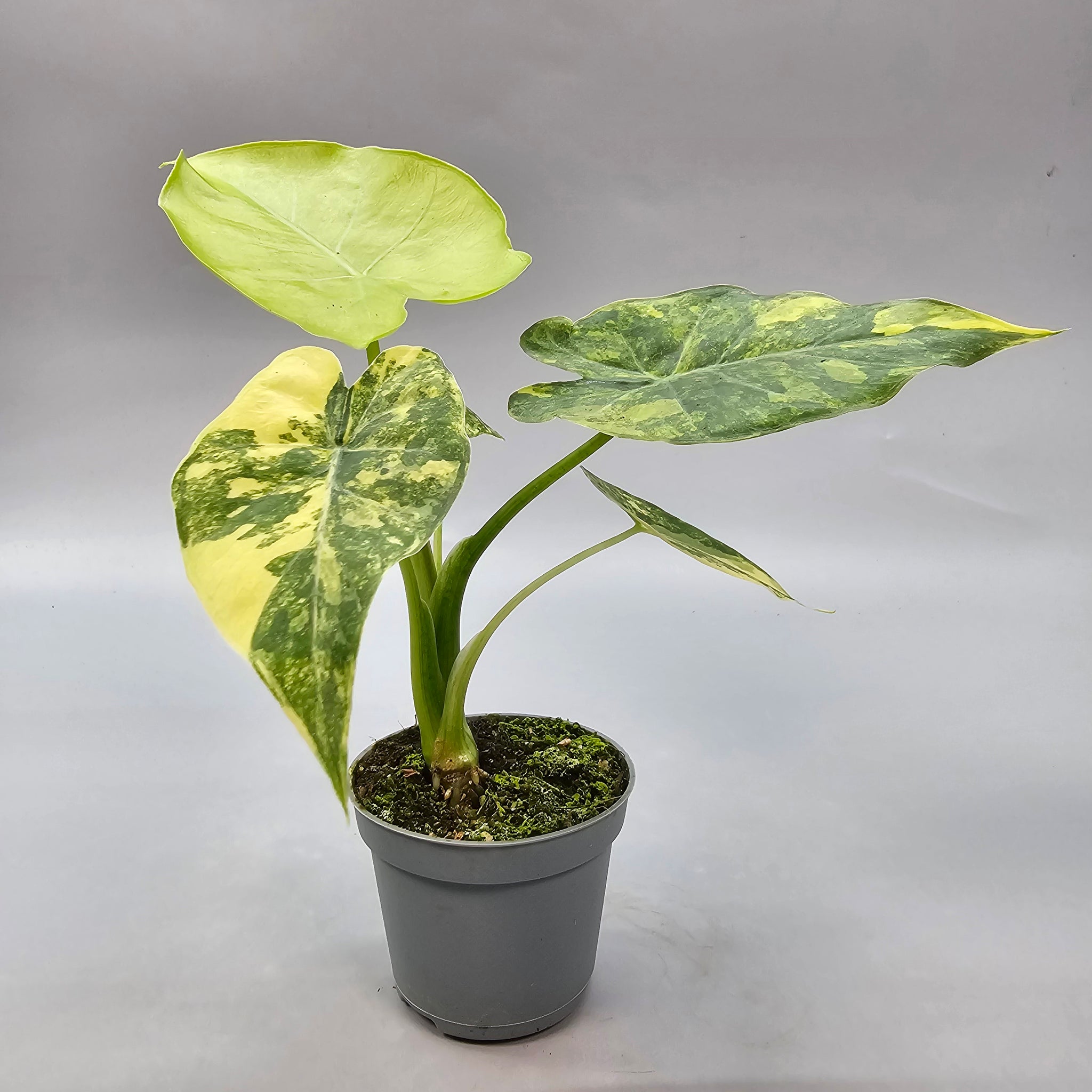 Alocasia Macrorrhizos Aurea Variegata