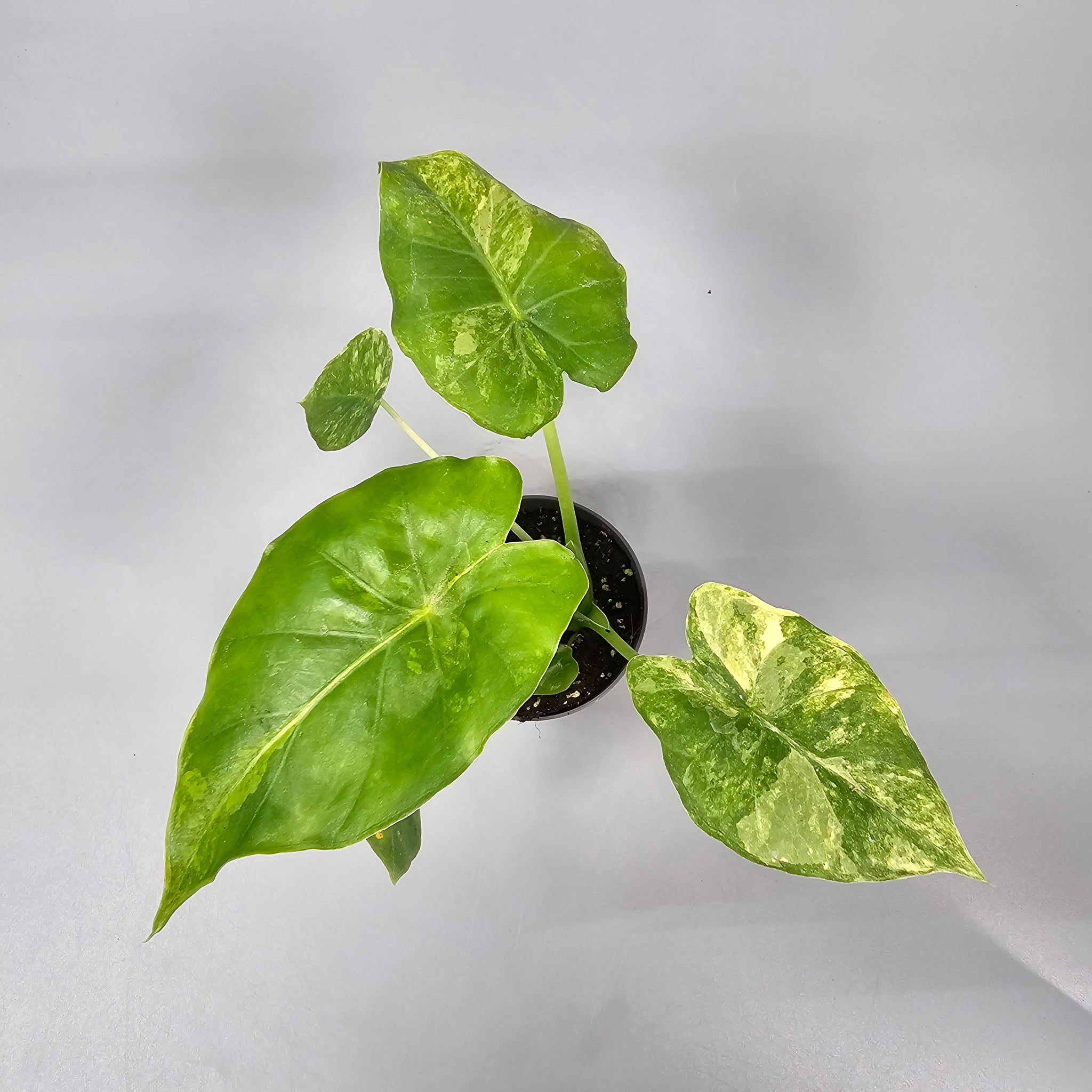 Alocasia Macrorrhizos Aurea Variegata