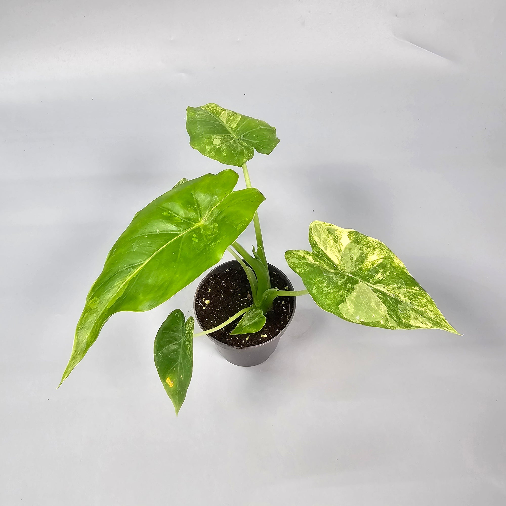Alocasia Macrorrhizos Aurea Variegata
