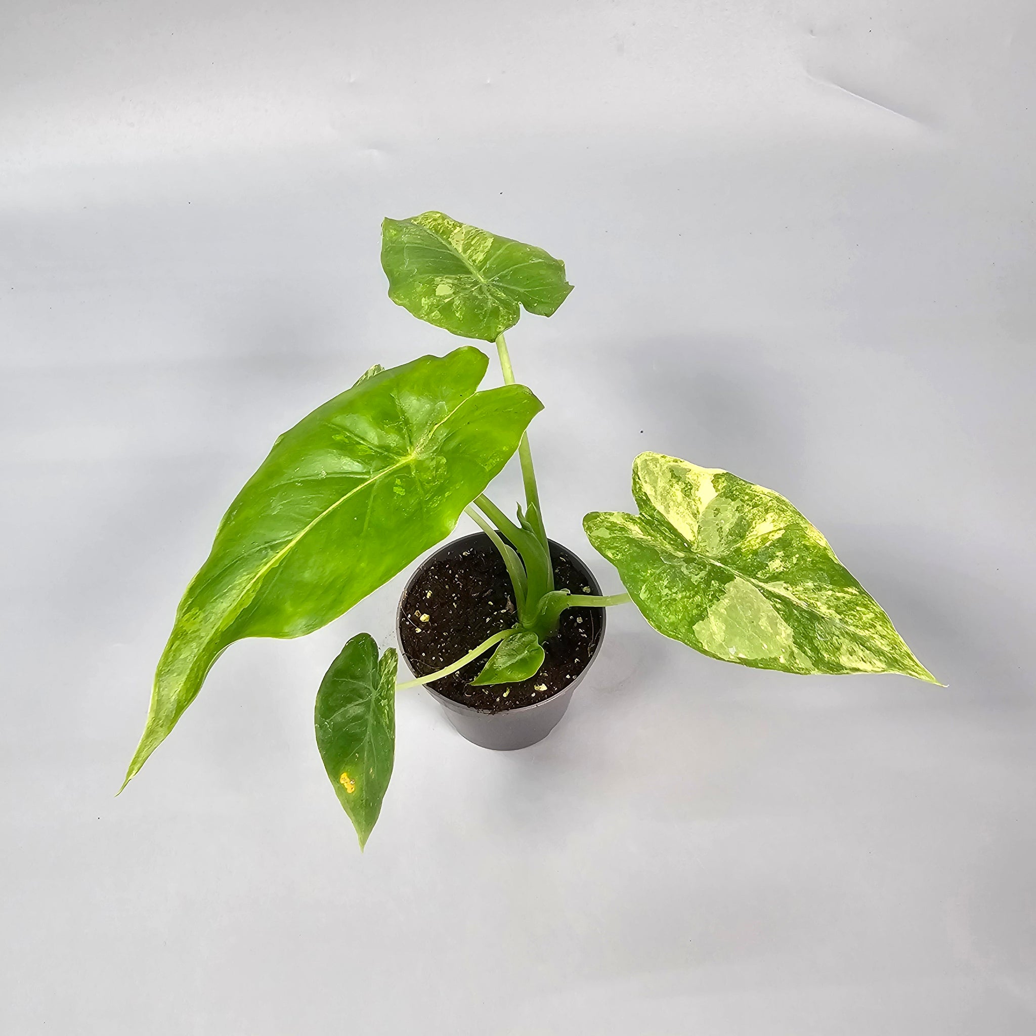 Alocasia Macrorrhizos Aurea Variegata