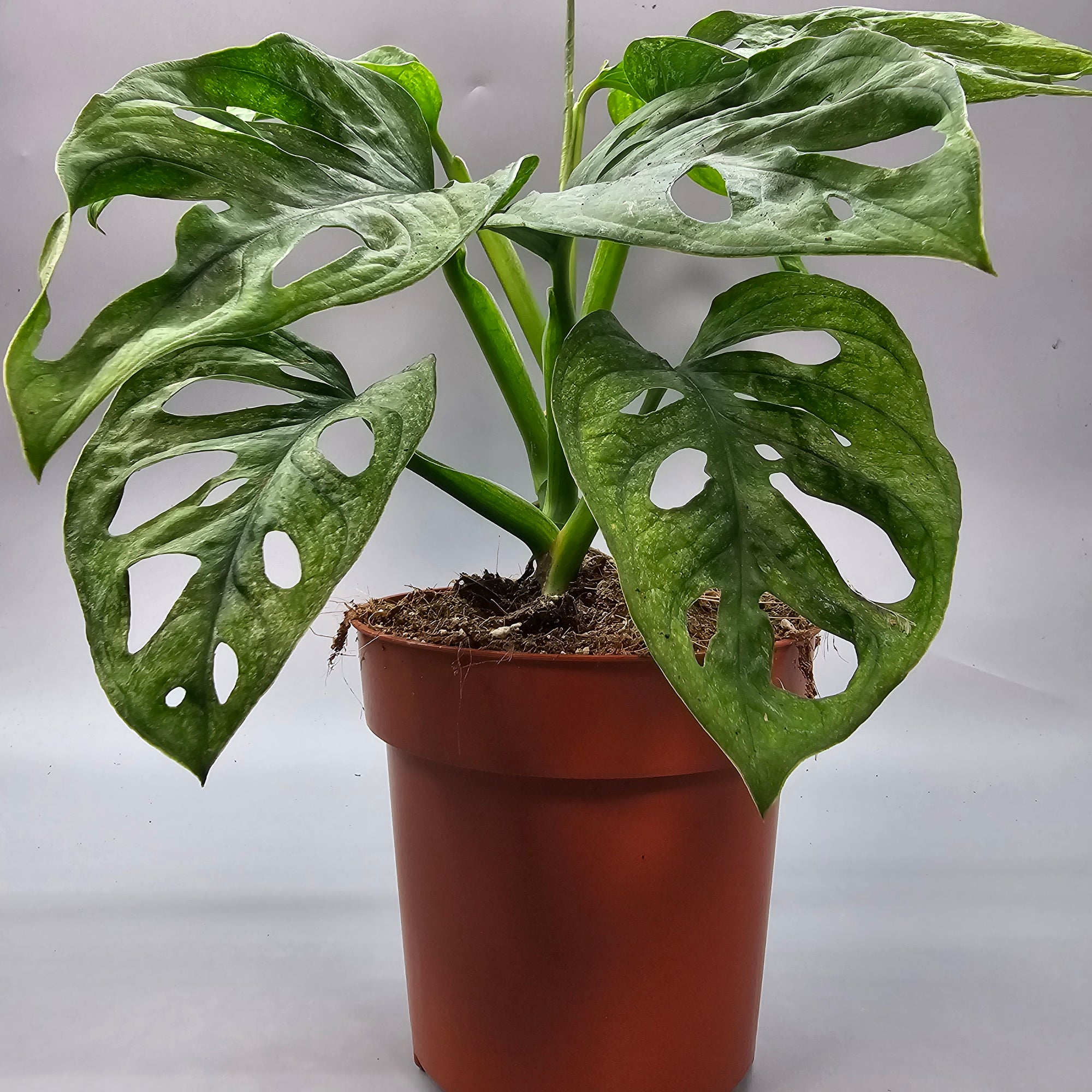 mint variegated monstera adansonii Monstera Adansonii Mint Rare Houseplant – Odd Leaf