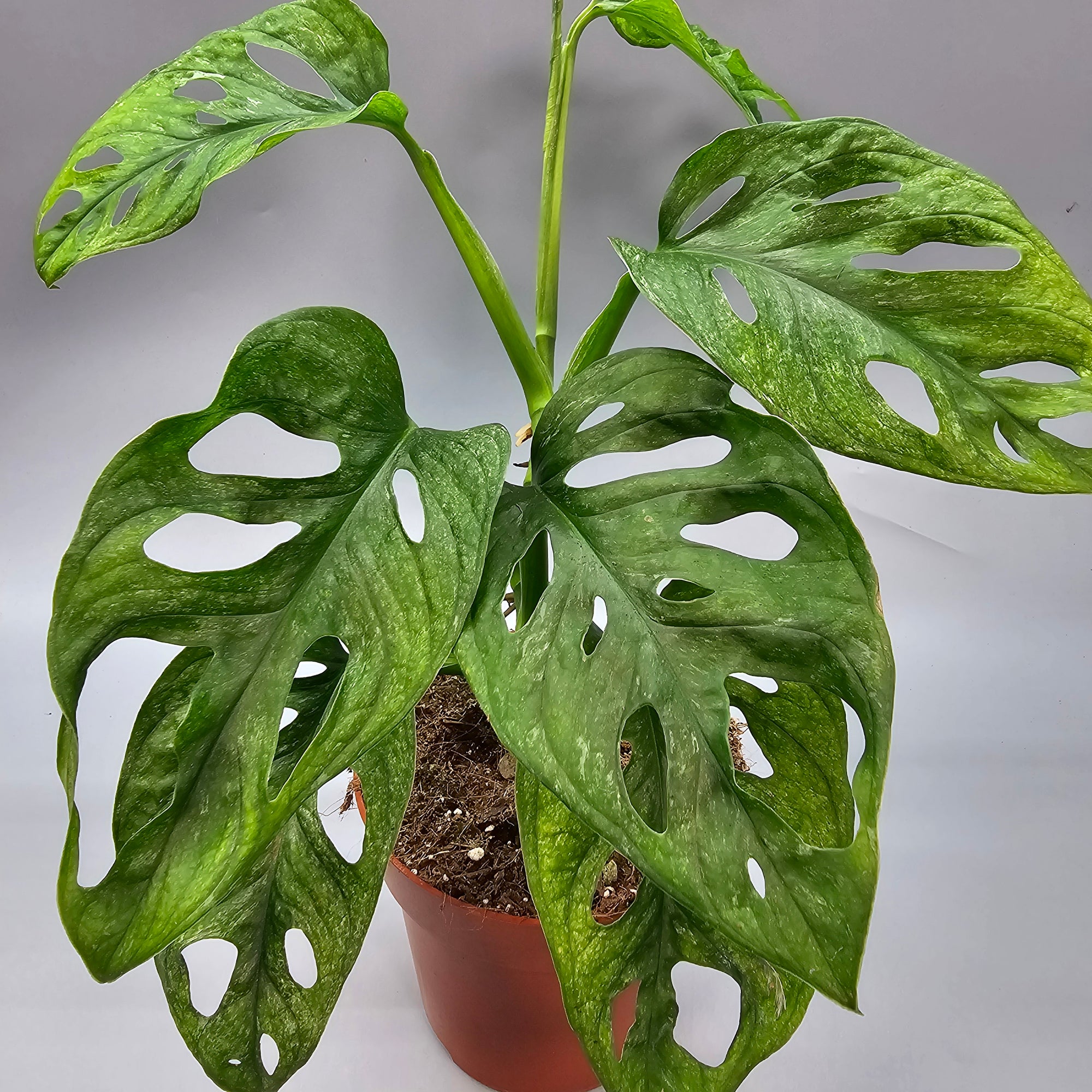 are monstera adansonii rare Monstera Adansonii Mint Rare Houseplant – Odd Leaf